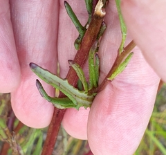Senecio picridioides