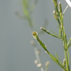 Araneus circulissparsus