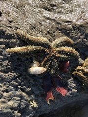 Coscinasterias muricata
