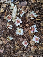 Atherosperma moschatum