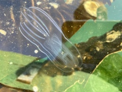 Bolinopsis microptera