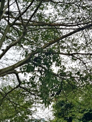 Dendrophthoe pentandra