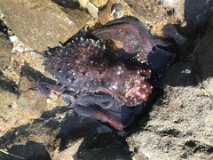 Macroctopus maorum