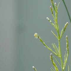 Araneus circulissparsus
