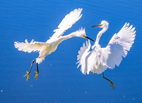 Snowy Egret, McAlpin, FL 32062, USA, photo 10 of 10