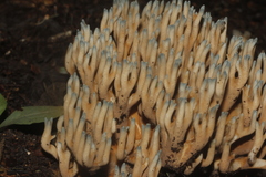 Phaeoclavulina cyanocephala