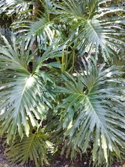 Thaumatophyllum bipinnatifidum