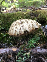 Caloboletus conifericola