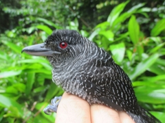 Cymbilaimus lineatus