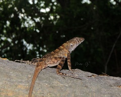 Sceloporus utiformis