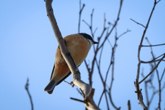 Pachycephala rufiventris