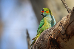 Parvipsitta porphyrocephala