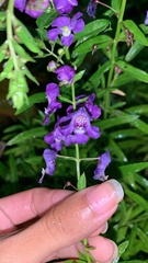 Angelonia