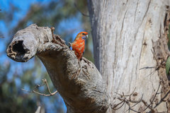 Platycercus elegans adelaidae