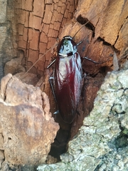 Periplaneta fuliginosa