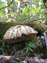 Caloboletus conifericola