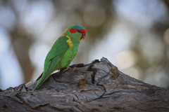 Glossopsitta concinna