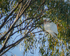 Cacatua tenuirostris