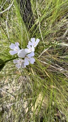 Westringia tenuicaulis