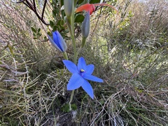 Thelymitra crinita