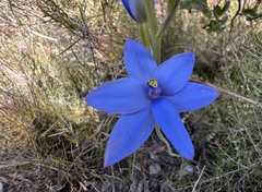 Thelymitra crinita