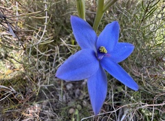 Thelymitra crinita