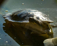 Emydura macquarii
