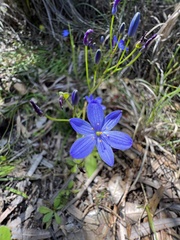 Thelymitra crinita