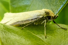 Philobota protecta