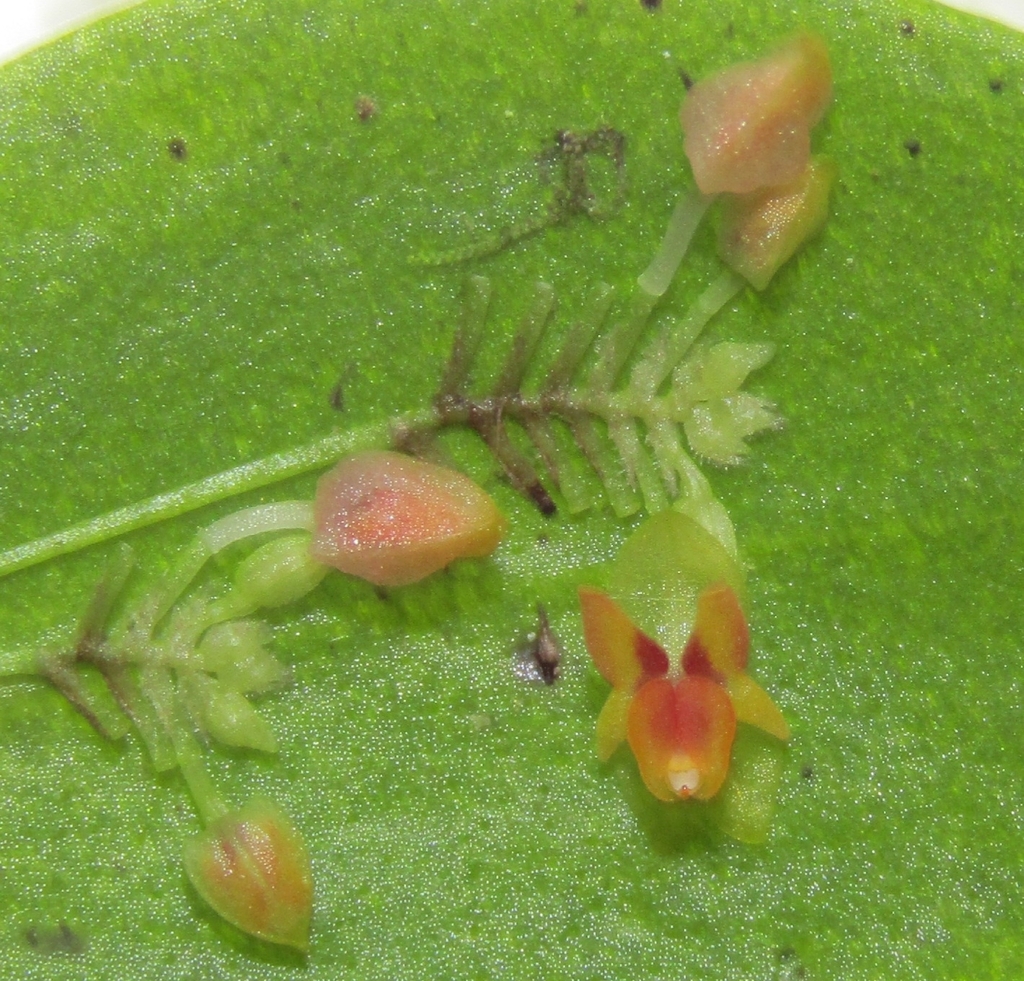 Lepanthes quetzalensis