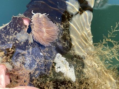 Aeolidia