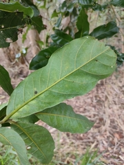 Cryptocarya hypospodia