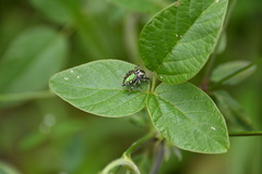Paraphidippus