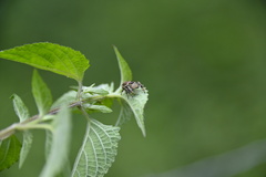 Paraphidippus