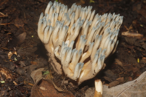 Phaeoclavulina cyanocephala