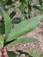 Cryptocarya hypospodia