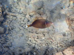 Sufflamen chrysopterum