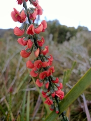 Sphaerolobium grandiflorum