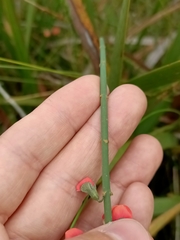 Sphaerolobium grandiflorum