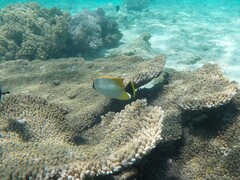 Chaetodon trifascialis