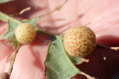 Cynips mirabilis