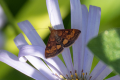 Pyrausta californicalis