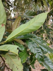 Cryptocarya hypospodia