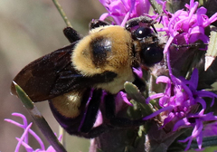 Bombus fraternus
