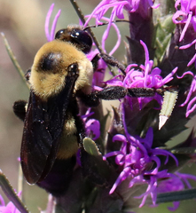 Bombus fraternus