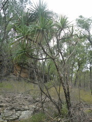 Pandanus spiralis