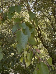 Carpinus kawakamii