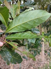 Cryptocarya hypospodia