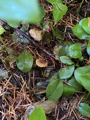 Xeromphalina cauticinalis