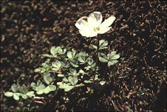 Oxalis magellanica